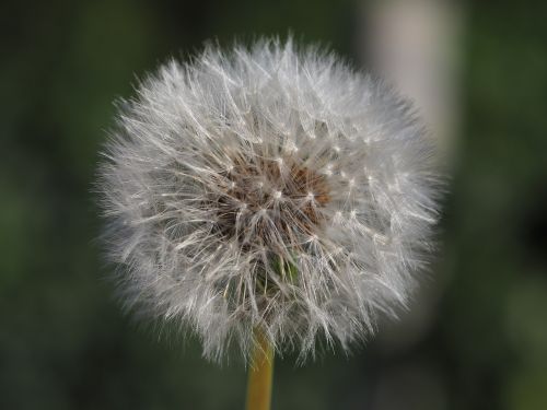 dandelion nature green