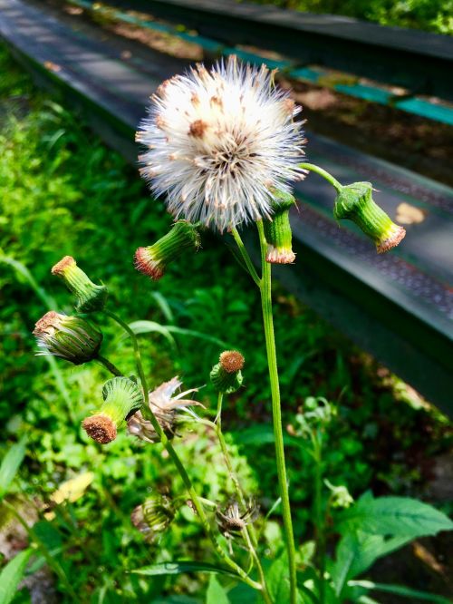 dandelion plants grass