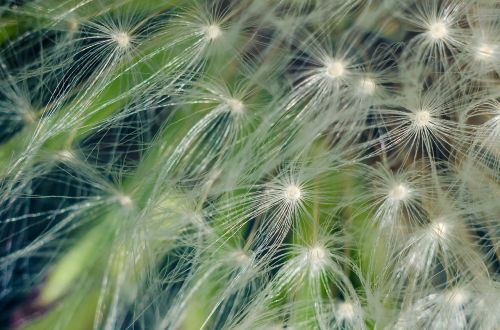 dandelion flower flowers