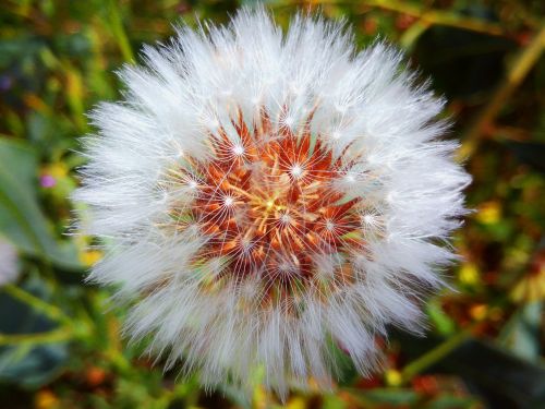 dandelion flower nature