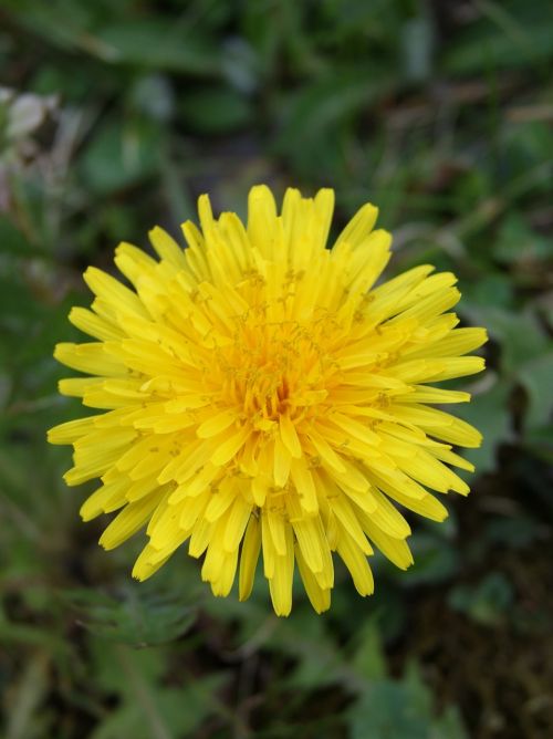 dandelion flower nature