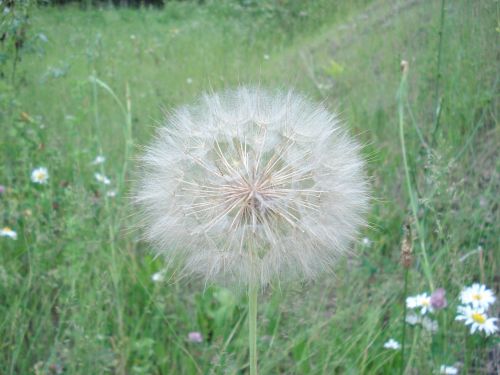 dandelion meadow nature