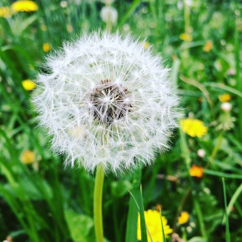 dandelion summer green