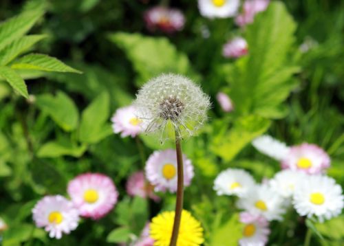 dandelion spring nature