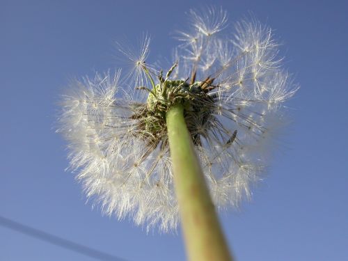 dandelion seeds close