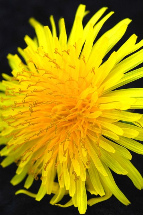 dandelion yellow flower macro