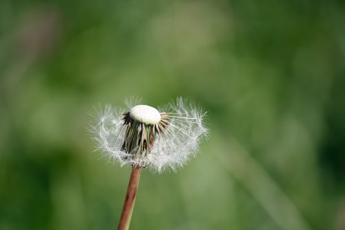 dandelion nature close