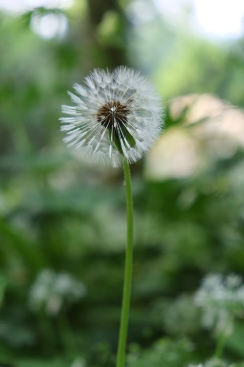 dandelion close