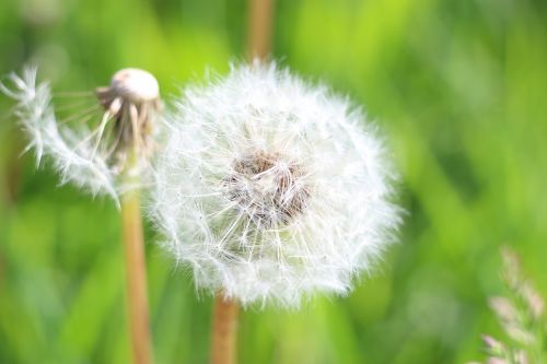 dandelion fluff of a dandelion flower