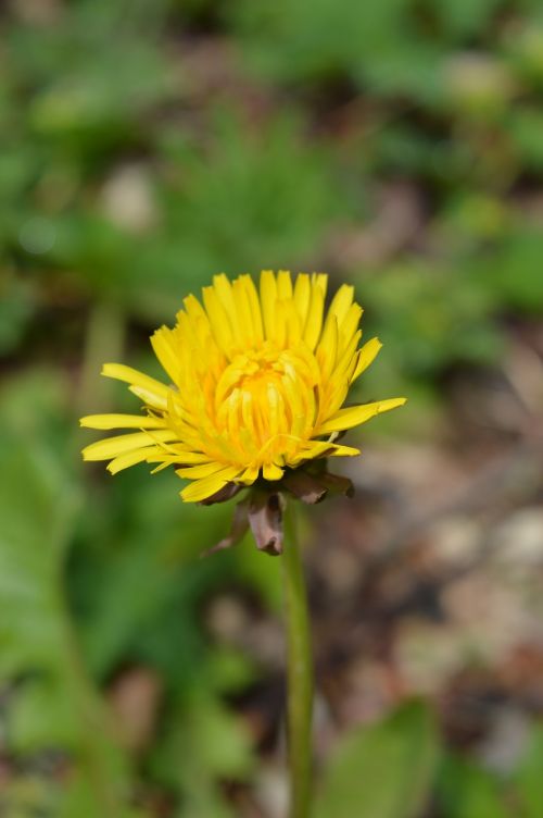 dandelion flower field flower