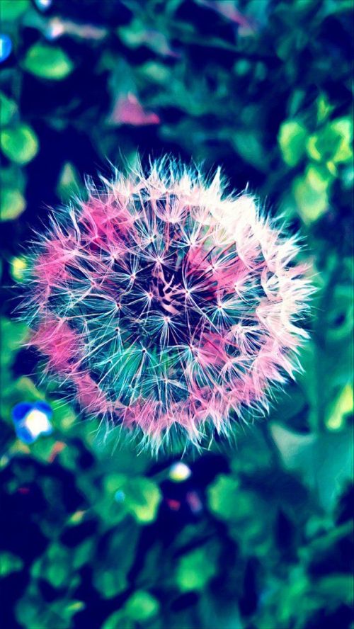 dandelion colorful flower