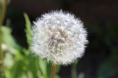 dandelion garden close