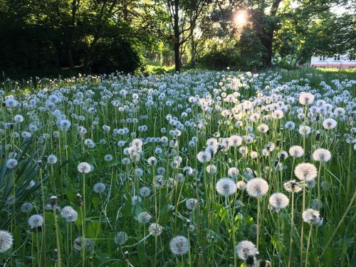 dandelion landscape meadow