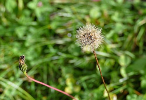 dandelion macro seeds