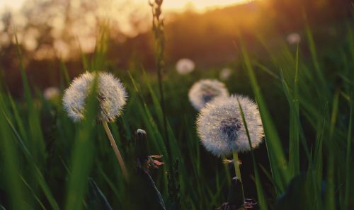 dandelion sunset nature