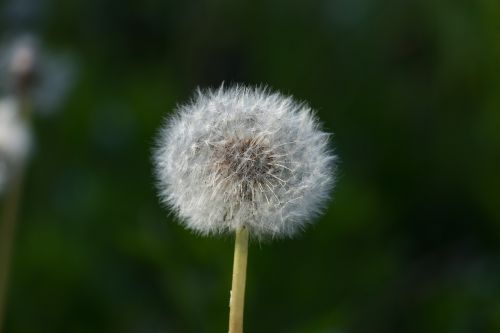 dandelion flower white