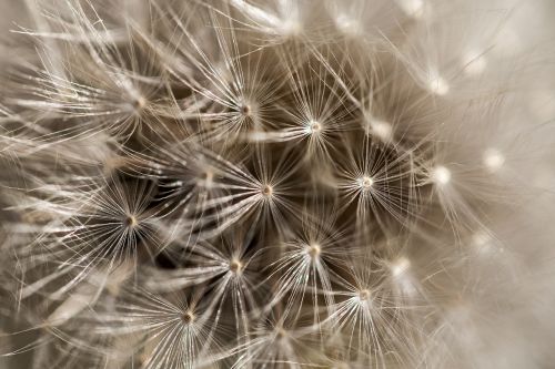 dandelion detail macro