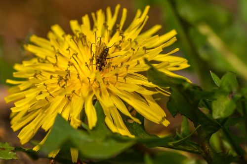 dandelion blossom bloom