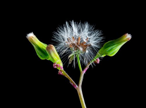 dandelion small flower wild flower
