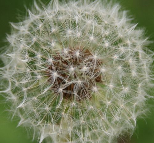 dandelion nature flower