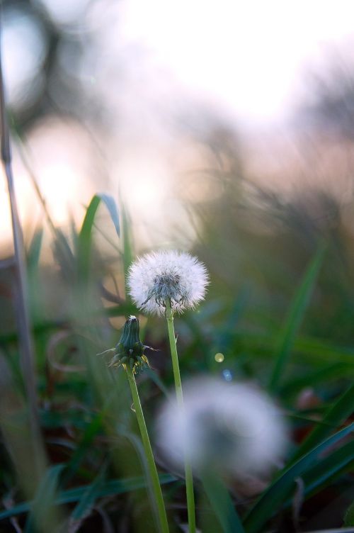 dandelion autumn grass