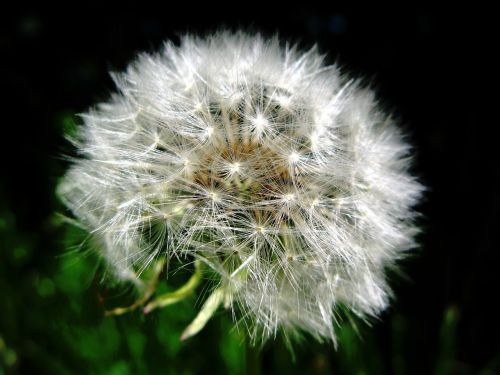 dandelion seeds