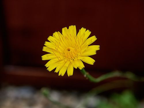 dandelion weeds yellow