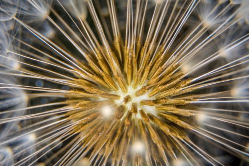 dandelion macro close