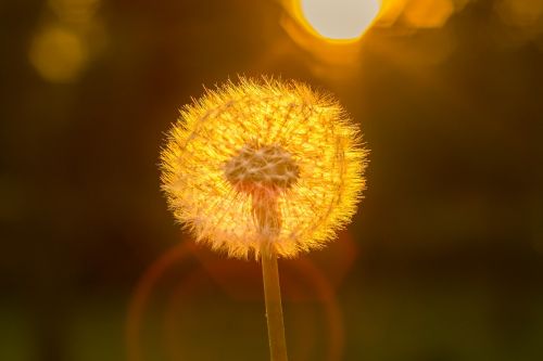 dandelion sun close