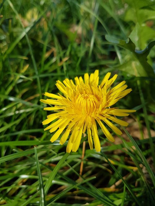 dandelion yellow nature