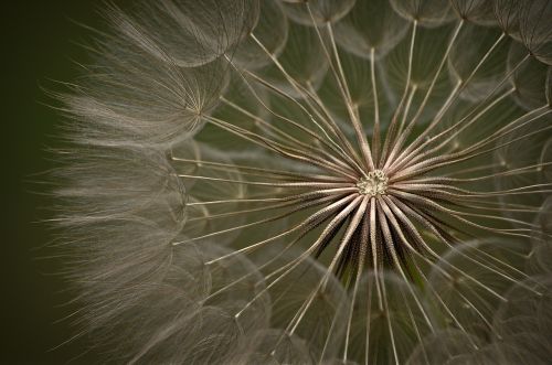 dandelion summer meadow