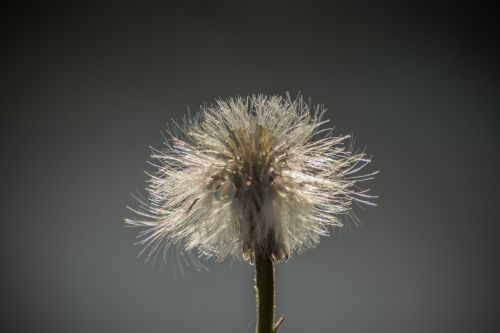 dandelion flowers close