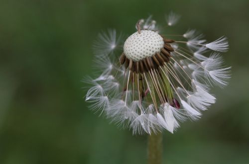 dandelion seeds flower