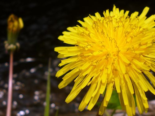 dandelion natural plant