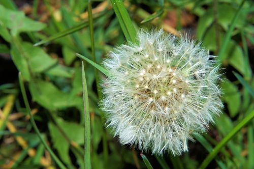 dandelion flower nature