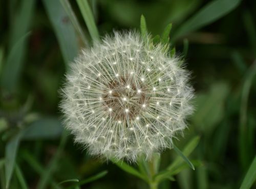 dandelion spring meadow