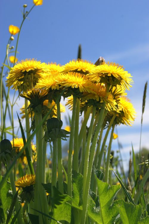 dandelion flower plant