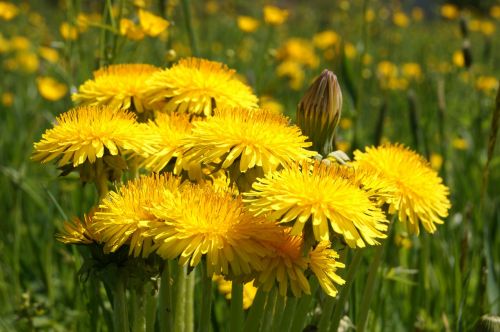 dandelion flower plant