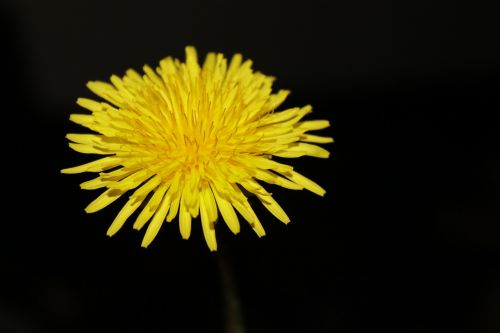 dandelion buttercup nature