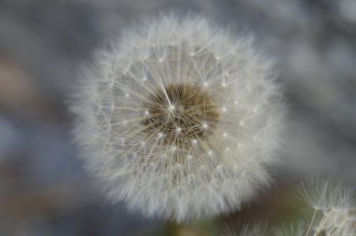 dandelion seeds about