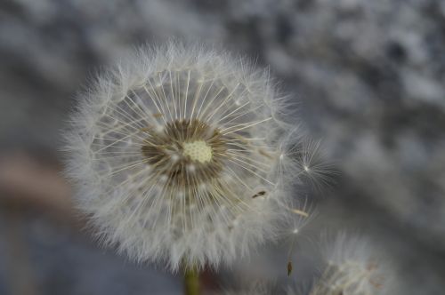 dandelion seeds about