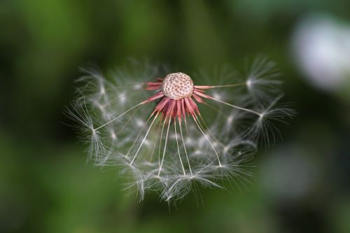 dandelion nature plant