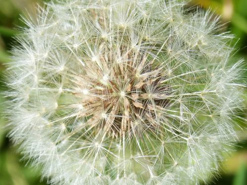dandelion seeds angelitos