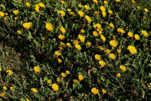 dandelion yellow flower flowers