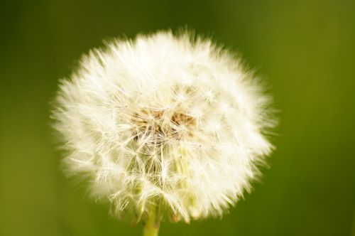 dandelion nature