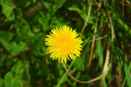 dandelion spring spring flower