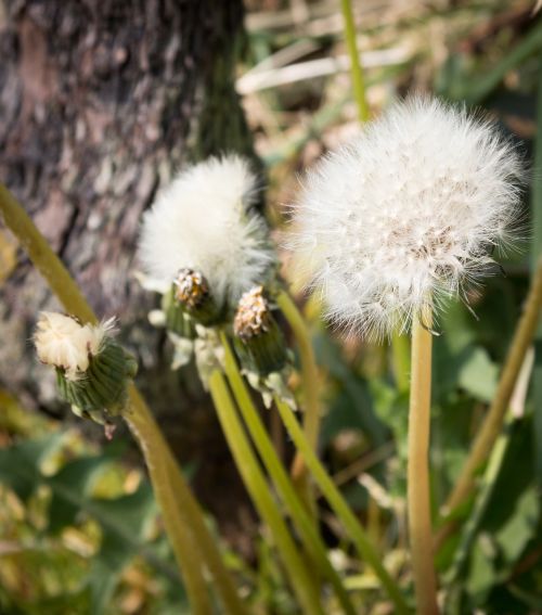 dandelion nature plant