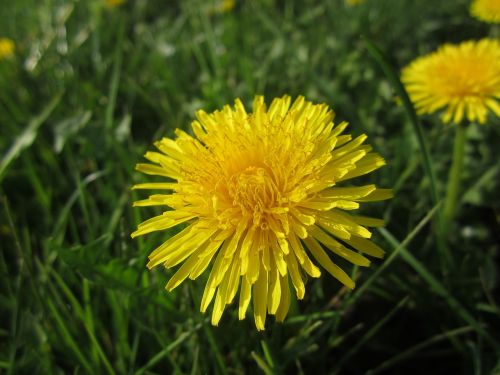 dandelion spring flower