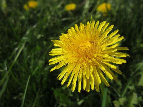 dandelion spring flower