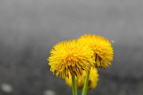 dandelion sonchus oleraceus flower